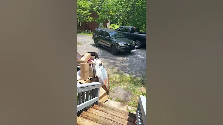 Mama Bears Don't Mess Around || ViralHog