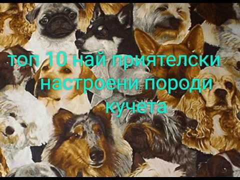 Видео: Видове приятелство между хората, разликата между приятелството и обикновеното общуване