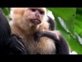 Understanding Primates
