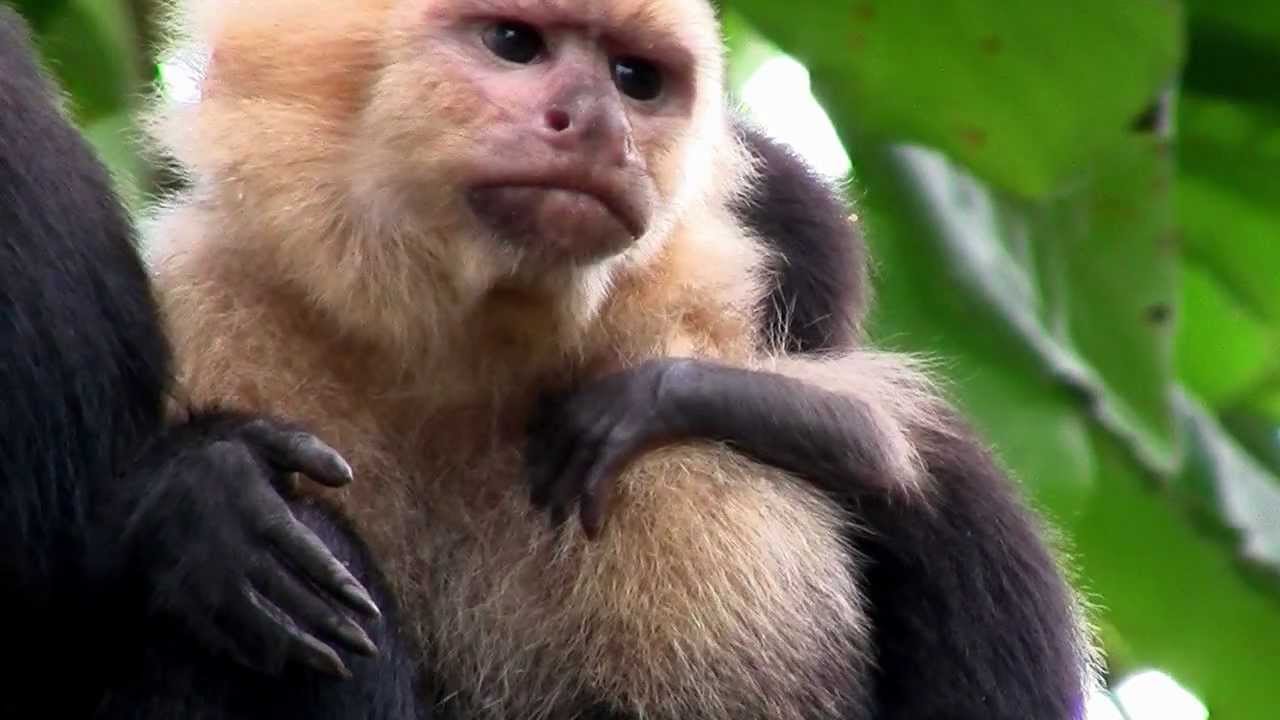 Primates- What is a Primate? - YouTube