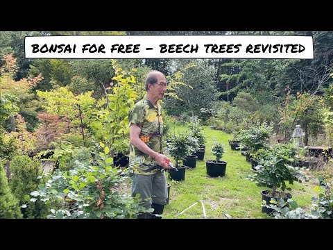 Bonsai for Free - Revisit of Beech Trees Project