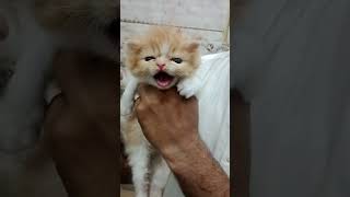 Golden And white Female Kitten || What is the most expensive kitten  #shorts #catlover #pets