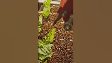 AI in Agriculture (Precision Agriculture) #aiinagriculture