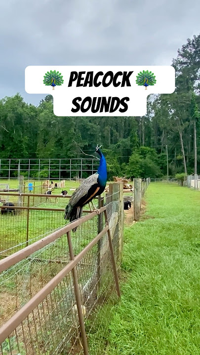Peafowls Are LOUD & NOISY‼️ 🦚 #shorts