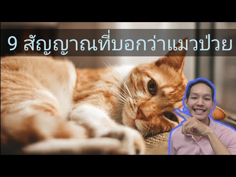 วีดีโอ: โรคหอบหืดในแมว