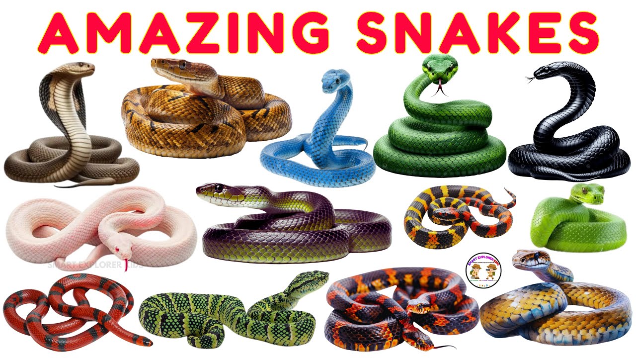 20 Amazing Snakes for Kids | Learn Snake Names | Reptiles & Creepy Crawlering Animal Sounds for Kids