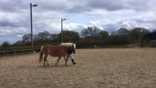 Interdressage #1121  April 2018  class6B Inhand Walk 1
