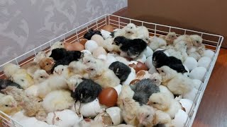 видео: Вылупление цыплят продолжается. Ответ на вопрос о работе инкубатора Несушка Фермер. Проверка брудера картинка: Вылупление цыплят продолжается. Ответ на вопрос о работе инкубатора Несушка Фермер. Проверка брудера