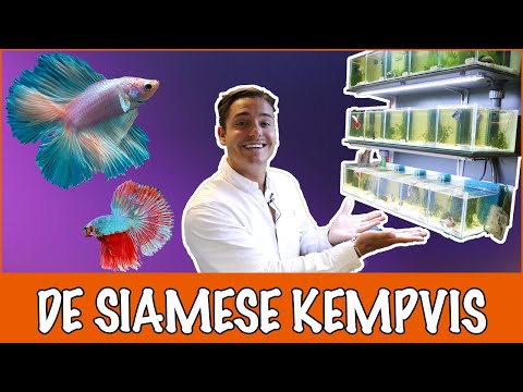 Video: Hoe doodt Perdue kippen?