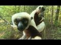 How smart is a Lemur?