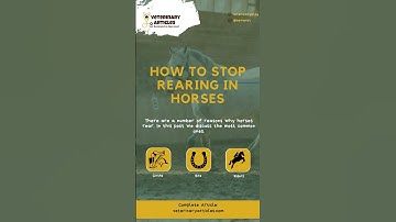 How to Stop Rearing in Horses | Veterinary Articles
