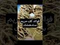 نبتة كف مريم... معجزة طبيعية لصحة المرأة #اكسبلور #كف_مريم #فوائد_كف_مريم #علاج_طبيعي #طب_بديل #دايت