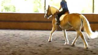 Haflinger horse Fiona jumping