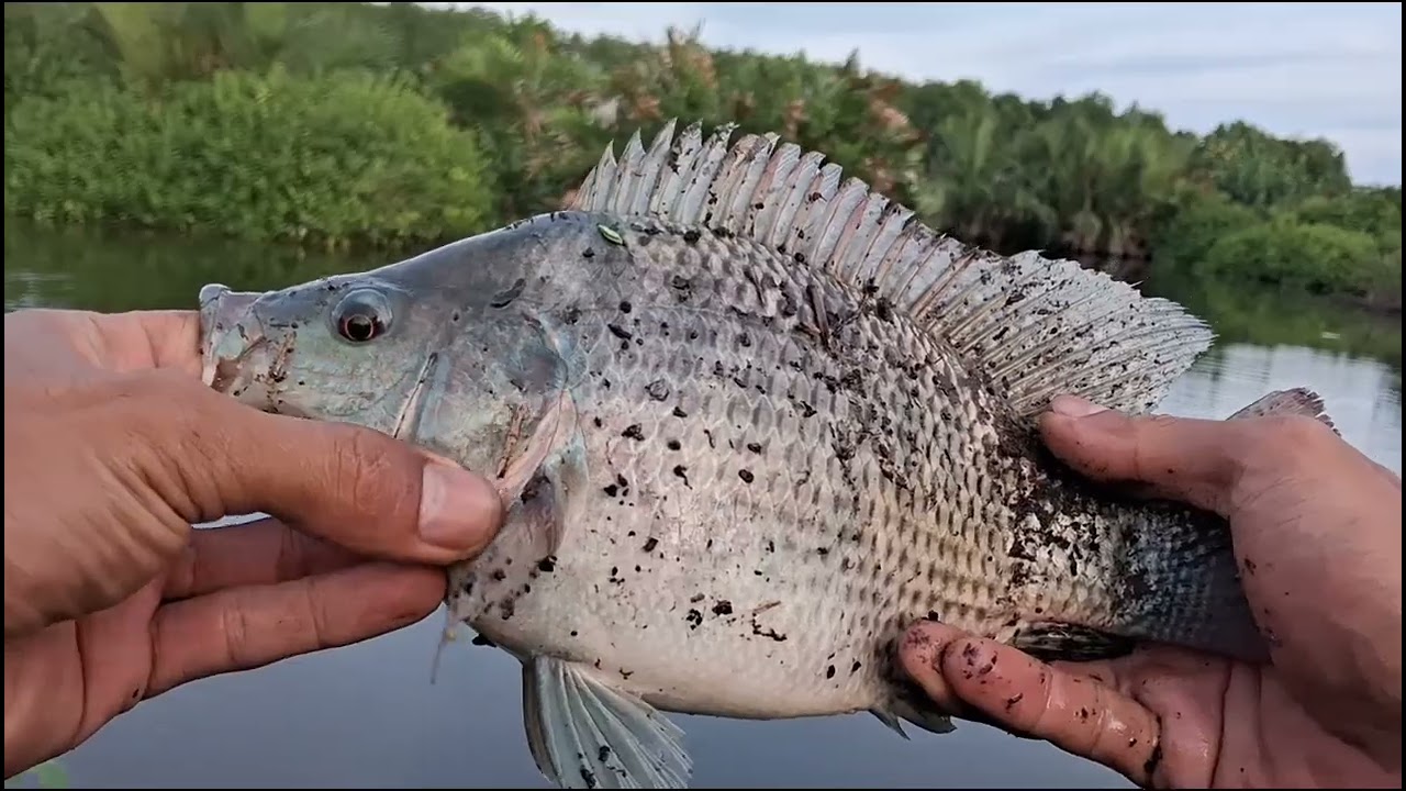 Akan dibuka perdana kolam cik amat tgl 1 bln 3 jam 1 tiket 100k alamat canang kering #MKCGASPOLTENTU