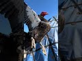 Muscovy drake flying