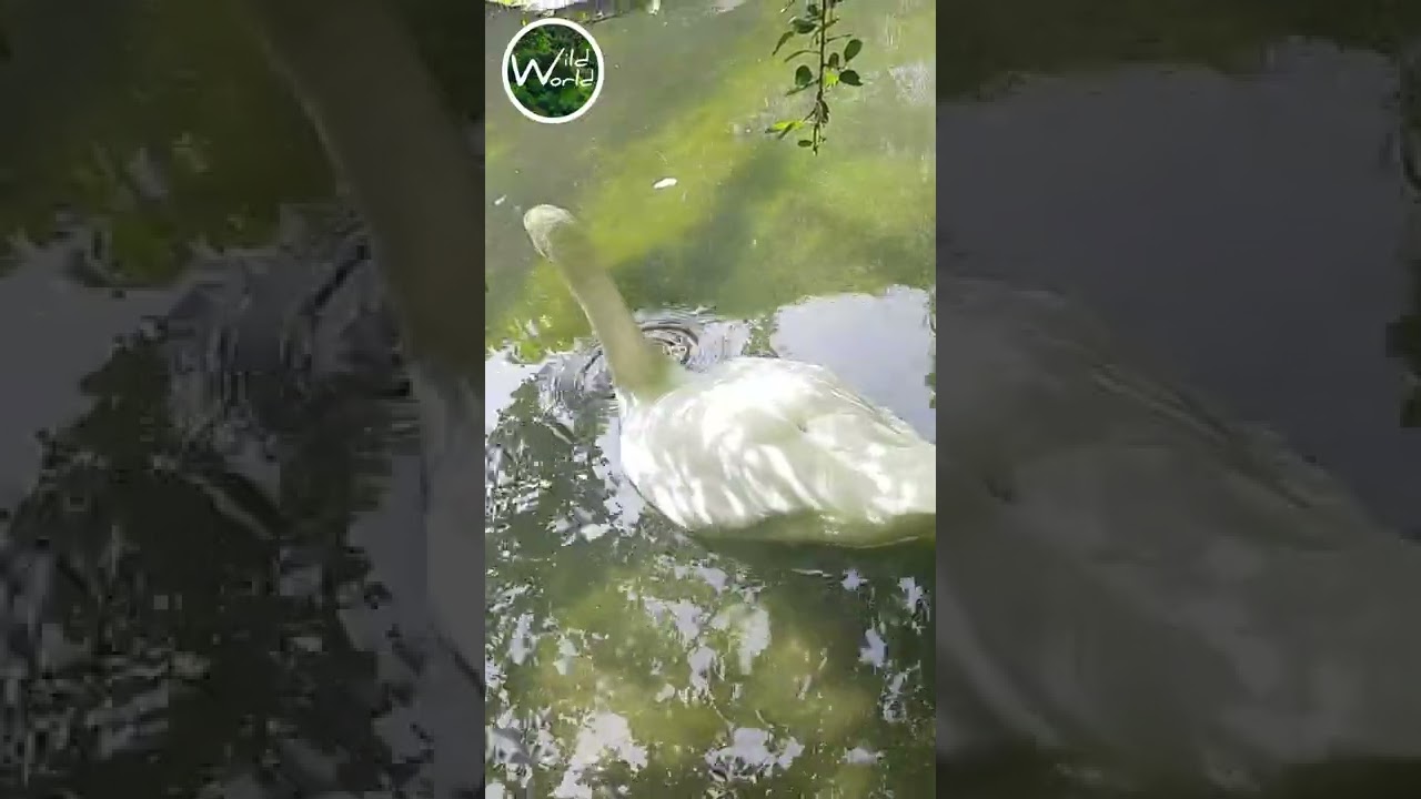 White Swan - Wild World TV - 