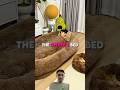 He Bought a Giant Cat Bed