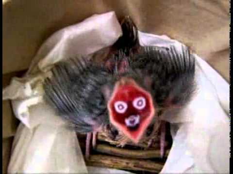 Coua chick mouth markings 