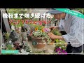 晩秋まで楽しめるおすすめジニア！/ジニア"プロヒュージョン"の寄せ植え【夏のガーデニング】-HAKUガーデンチャンネル-ガーデニング　花壇　園芸　庭　寄せ植え