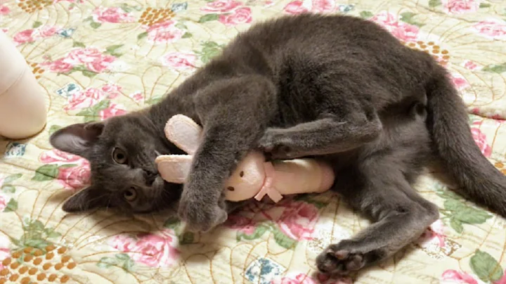 Video 11315771: korat cat, long cat, cat belle, happy cat, cat love sound, cat playing