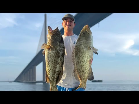 How to Catch Shallow Water Gag Grouper Offshore of Tampa Bay for the 2025 Season