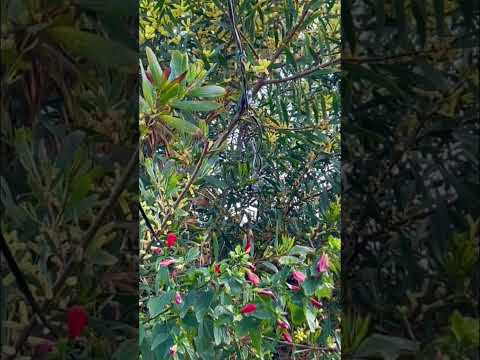 Kolibri im Garten