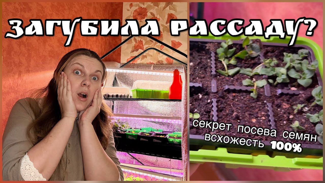 Что случилось с рассадой? Мои секреты выращивания петуний. 