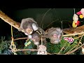 Curious Common Marmoset Monkeys : 3D VR(जिज्ञासु बंदर)