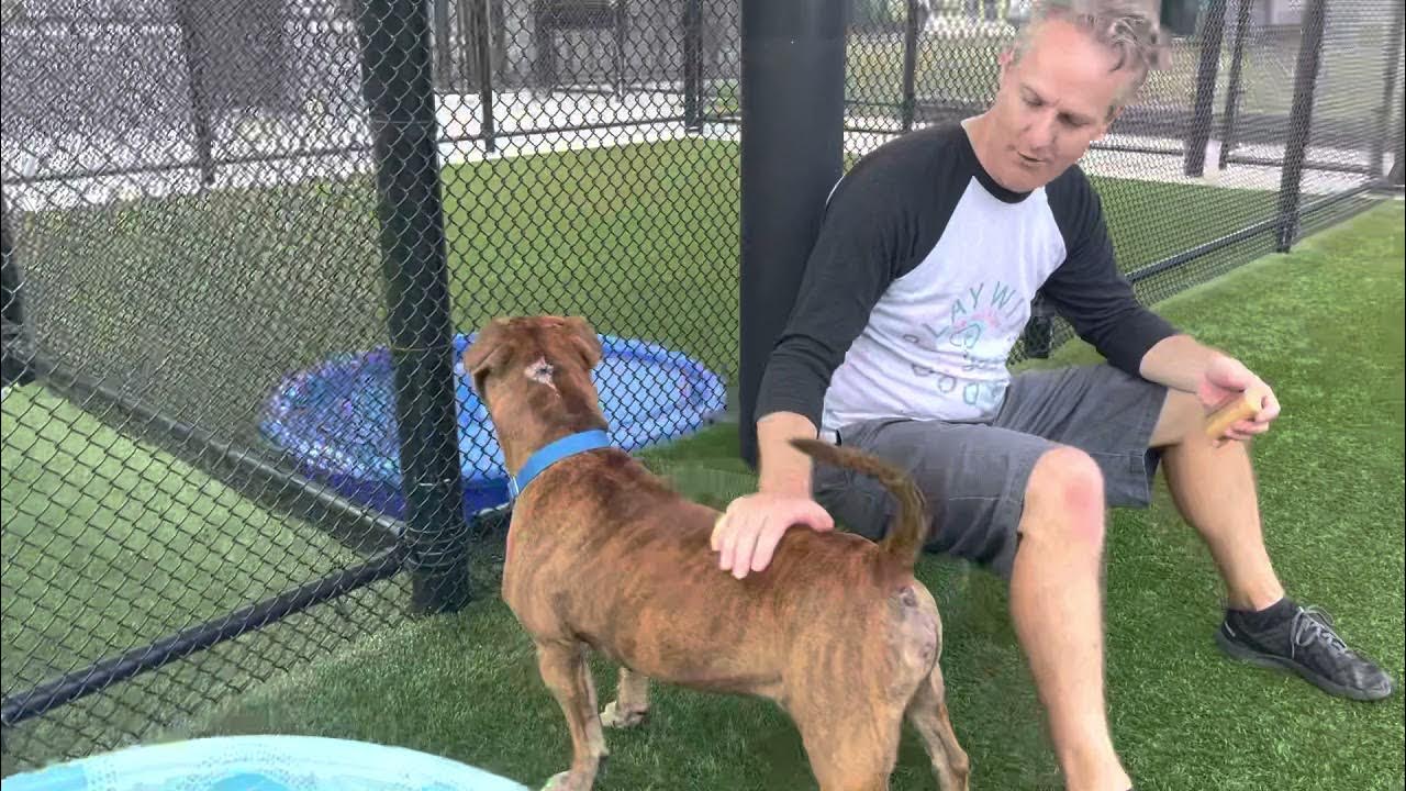 Adopt This Dog! KC Pet Project’s Beckham YouTube