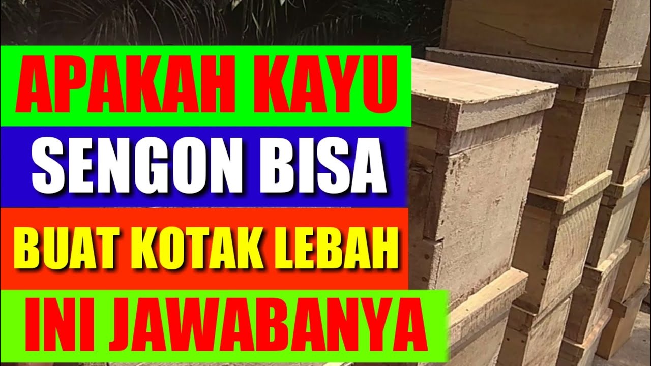 Kotak lebah apis cerana dari papan kayu sengon  YouTube