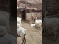 الماعز البور وحل مشكله التهاب الضرب عند الماعز والاغنام