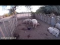 chanchos en el campo, localidad guanaco muerto, cruz del eje