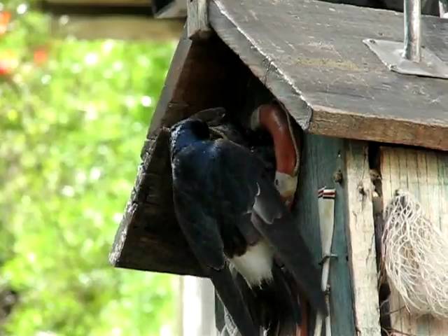 Vrubel, casas de pájaros con encanto