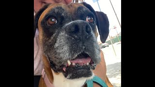 Adopt TILLY @ Boxer Rescue LA
