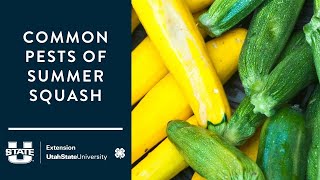 Common Pests of Summer Squash screenshot 1