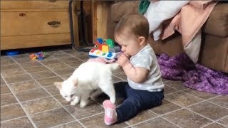 Funny Cats Annoying Babies and Babies Annoying Cats - Youtube