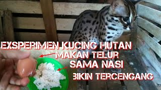 exsperimen kucing hutan | macan akar di kasih makan telur sama nasi..