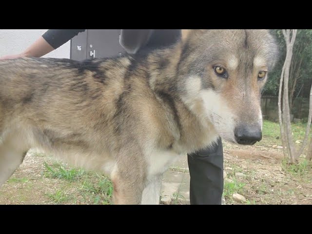狼犬の大きさはどれくらい なのか Youtube 狼犬の大きさはどれくらい なのか Youtube