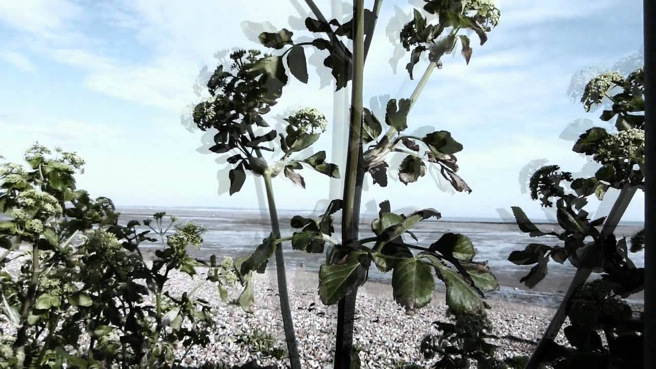 Panasonic DMC-FZ48 movie test