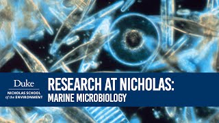 Research Marine Microbiology