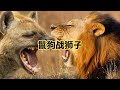 鬣狗獅子大型活吃現場，互相撕咬掏出內臟，仍要上前戰鬥