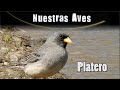 Platero  serie nuestras aves