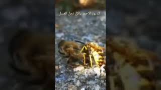 wasp eating bee الدبور ياكل النحل