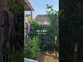 daily vlog #dailyvlog #minigarden #vlogfamily #familytime #fypシ