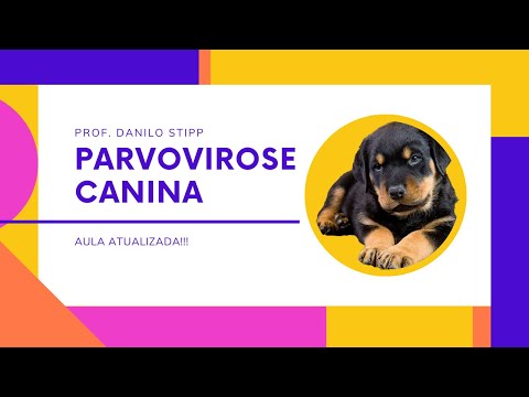 Vídeo: ATUALIZAÇÃO URGENTE: Surto de gripe canina está se espalhando rapidamente