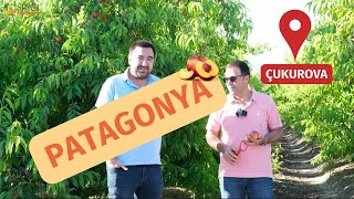 2023 YILININ İLK AÇIK ALAN HASATINDA PATAGONYA ÇEŞİDİ NEKTARİN HASATINDAYIZ