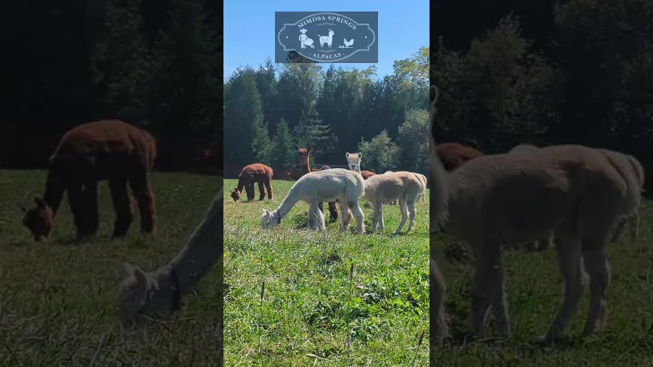 MSA Happy Alpaca (v2) by Michael A Dehn