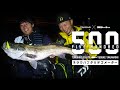 [DAIWA×BlueBlue] ランカーキャッチ! 山口県でシーバス5mを釣り上げろ!!【FIVE HUNDRED VOL.2 】
