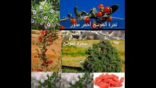 شجرة العوسج فوائدها الطبية للإنسان والآثار الجانبية و موانع استخدامها . #قناة_اعشاب #عوسج  #العوسج