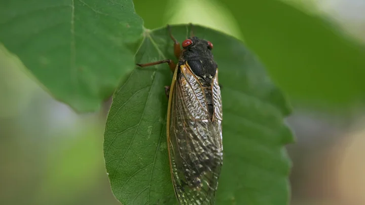 Billions of Cicadas Emerge After 17 Years Underground - DayDayNews